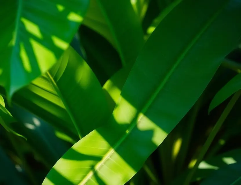 Feuillage vert illustrant le CO₂ évité grâce à Glan'Market